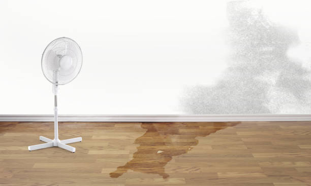 Best Mold removal after water damage  in Nokomis, IL