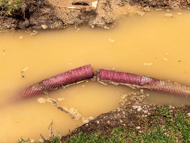 Best Water damage restoration near me  in Nokomis, IL