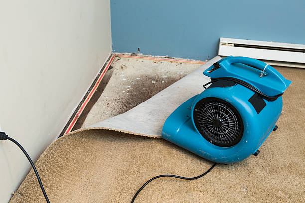 Best Water damage contractors near me  in Nokomis, IL